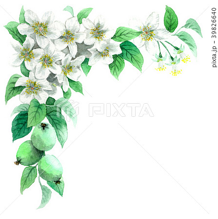 水彩で描いたりんごの花のフレーム素材のイラスト素材 39826640 Pixta