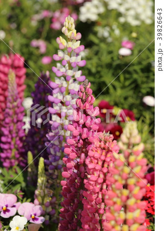 ルピナス / Lupinus /Lupin 39826643