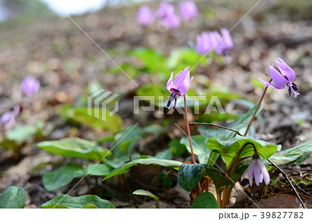 カタクリ 39827782