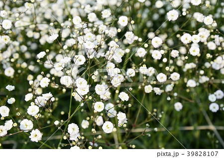 白色 白 ホワイト 39828107