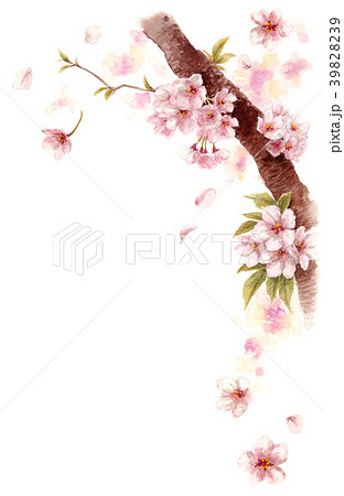 水彩で描いた桜の枝に咲く花のイラスト素材 3939