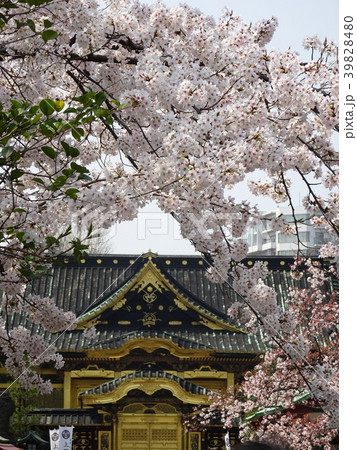 上野公園 桜 春 上野公園 桜 春 39828480