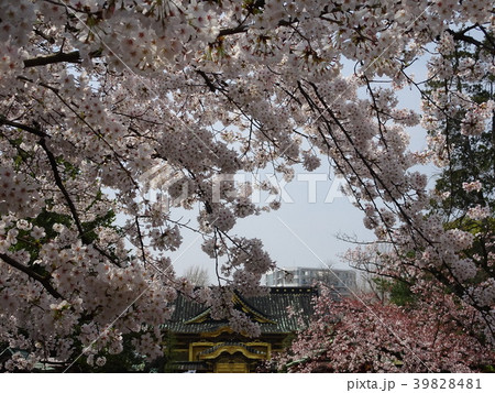 上野公園 桜 春 上野公園 桜 春 39828481