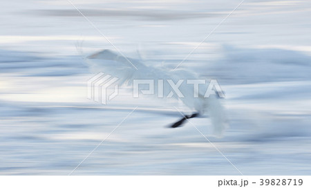 35543 35543 39828719