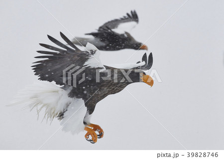 35574 35574 39828746