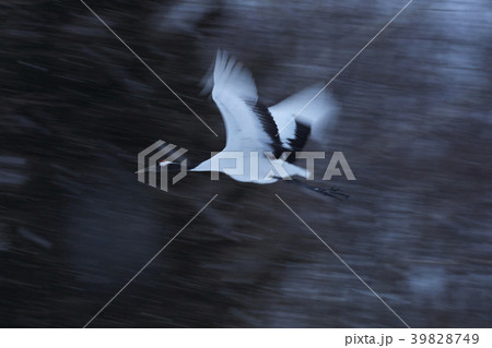 35590 35590 39828749