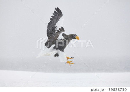 35570 35570 39828750