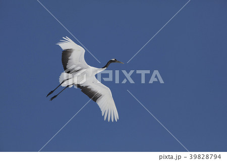 35603 35603 39828794