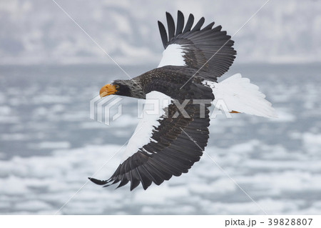 35660 35660 39828807