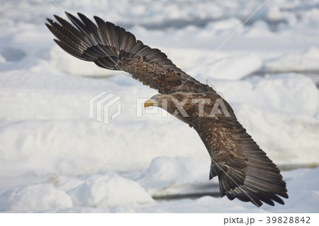 35639 35639 39828842