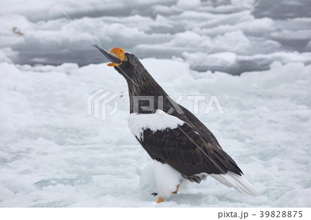 35659 35659 39828875