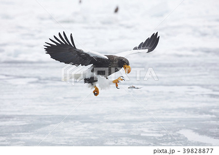 35661 35661 39828877