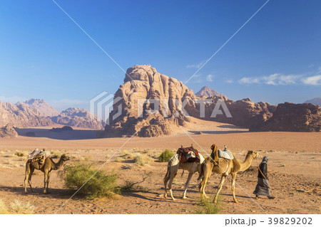 36094 36094 39829202