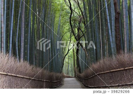 36045 36045 39829266