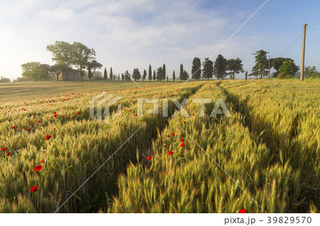 36338 36338 39829570