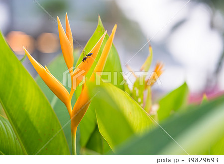 Bird of paradise flower 39829693
