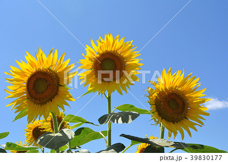 ひまわり 39830177