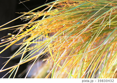 乾燥中の稲穂のクローズアップ（稲掛けの風景） 39830432