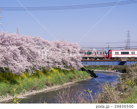 五条川の桜とミュースカイ 名鉄犬山線 大山寺-名古屋芸大・徳重間 五条川の桜とミュースカイ 名鉄犬山線 大山寺-名古屋芸大・徳重間 39830500