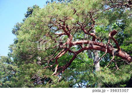 赤松の木の写真素材