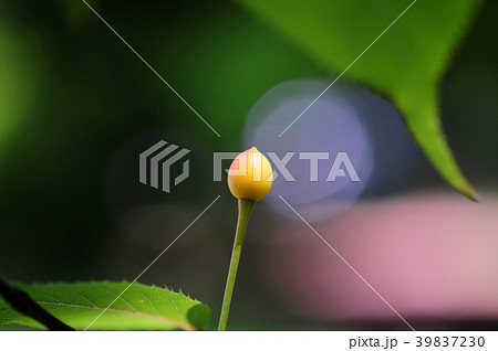 ソメイヨシノの実-2 39837230