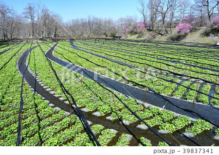 早春の安曇野 39837341
