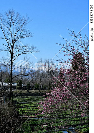 早春の安曇野 39837354