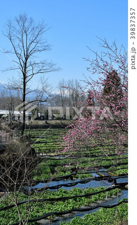 早春の安曇野 39837357