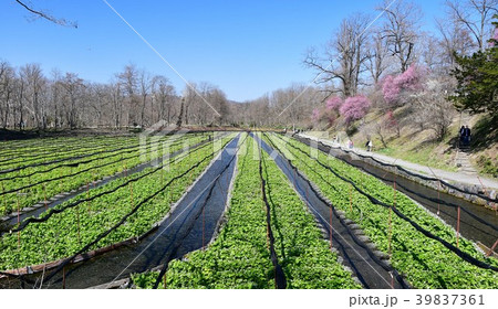 早春の安曇野 早春の安曇野 39837361