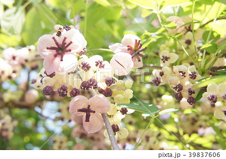 アケビの花a 39837606