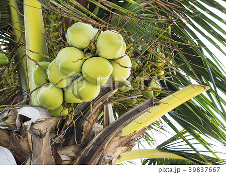 Coconut tree 39837667