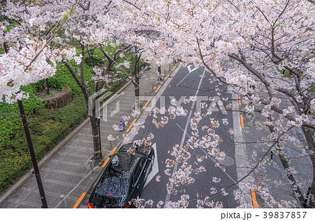 六本木一丁目の桜並木道 六本木一丁目の桜並木道 39837857