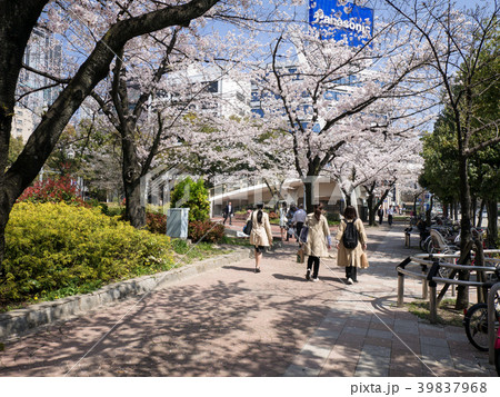 名古屋 栄 ロサンゼルス広場前の歩道と桜並木とセントラルブリッジ 名古屋 栄 ロサンゼルス広場前の歩道と桜並木とセントラルブリッジ 39837968