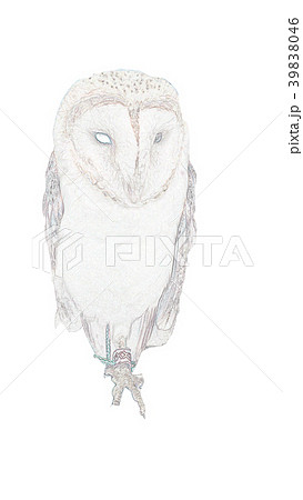 フクロウ ふくろう 梟のイラスト素材