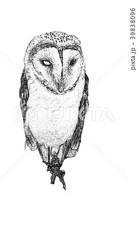 フクロウ ふくろう 梟のイラスト素材