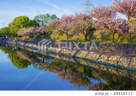 裏川と公園の牡丹桜 39838517