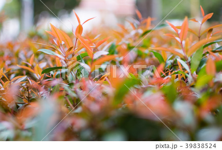 A small tree with red and green leaves 39838524