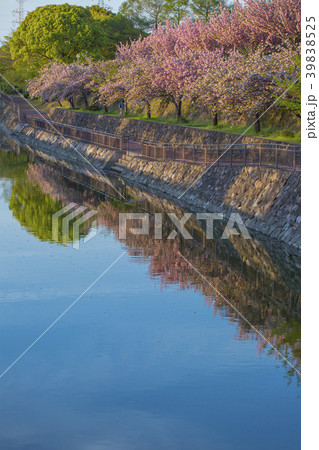 裏川と公園の牡丹桜 39838525