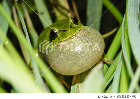 鳴くニホンアマガエルの写真素材