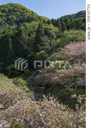 一心寺のボタン桜 39838759