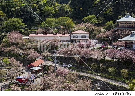 一心寺のボタン桜 39838766