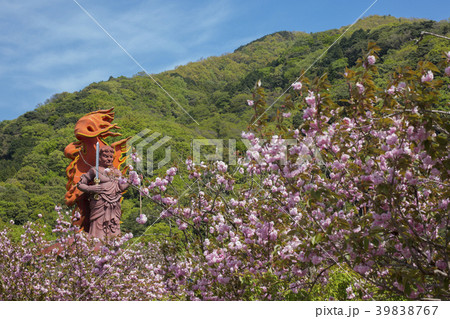 一心寺のボタン桜 39838767