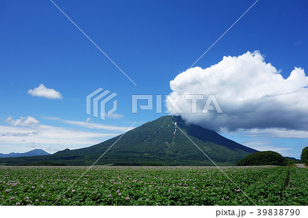 夏 羊蹄山とジャガイモ畑 夏 羊蹄山とジャガイモ畑 39838790