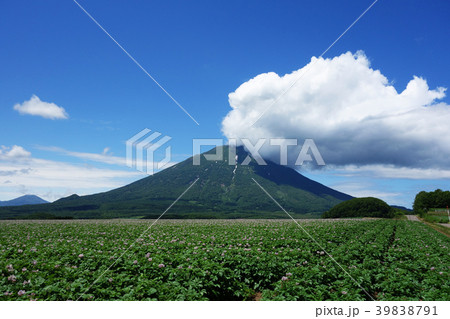 夏　羊蹄山とジャガイモ畑　 39838791