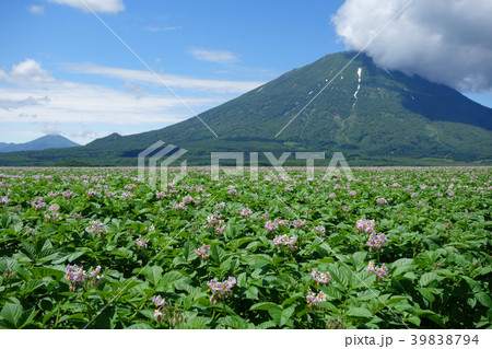 夏　羊蹄山とジャガイモ畑　 39838794