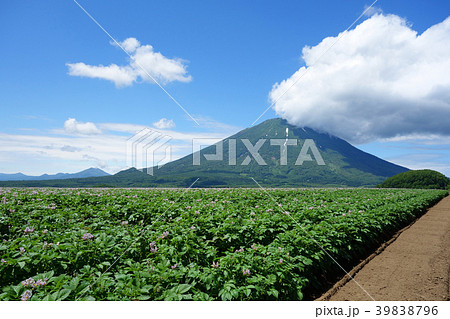 夏　羊蹄山とジャガイモ畑　 39838796