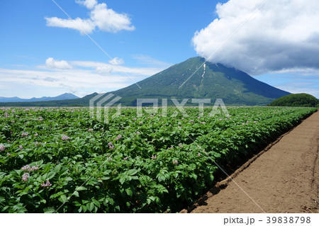 夏　羊蹄山とジャガイモ畑 39838798