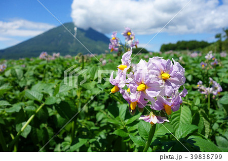 夏 羊蹄山とジャガイモ畑 夏 羊蹄山とジャガイモ畑 39838799