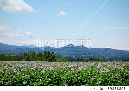 北海道　ジャガイモ畑 39838803