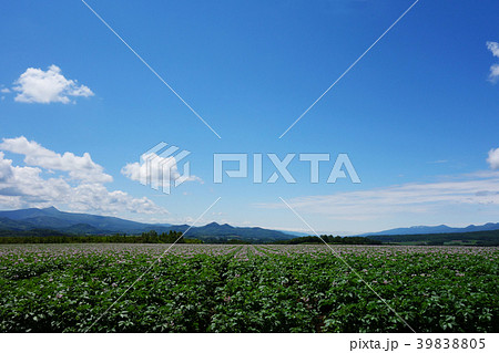 夏 昆布岳とジャガイモ畑 夏 昆布岳とジャガイモ畑 39838805